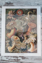 Load image into Gallery viewer, Prescott Florist - 11&quot; x 14&quot; Vintage Art Prints - Bowen&#39;s Botanicals