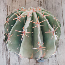 Load image into Gallery viewer, Prescott Florist - Fabric Throw Pillow - Bowen&#39;s Botanicals