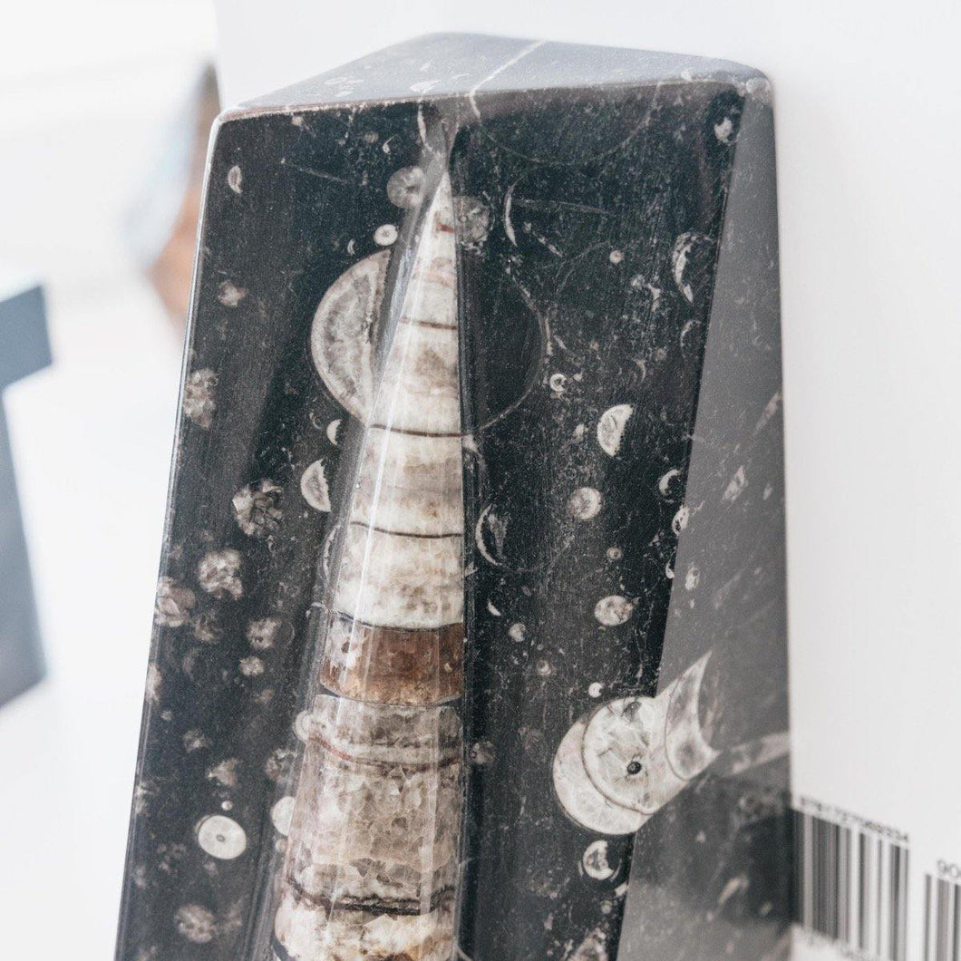 Prescott Florist - Fossil Bookends - Bowen's Botanicals