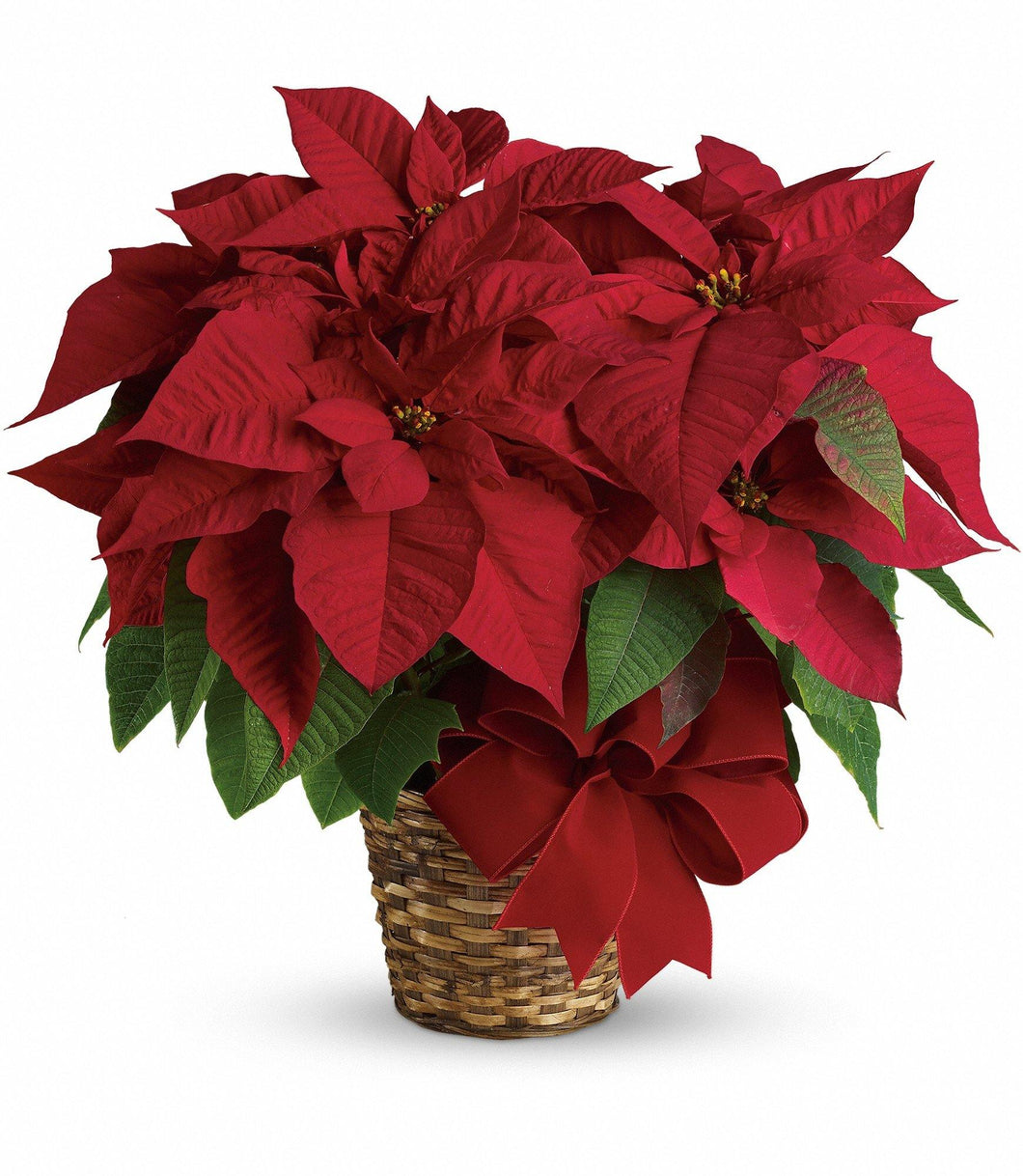 Prescott Florist - Live Flowering Poinsettia Plant - Bowen's Botanicals