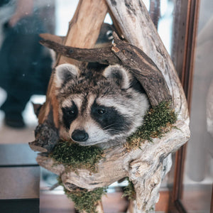 Prescott Florist - Taxidermy - Bowen's Botanicals