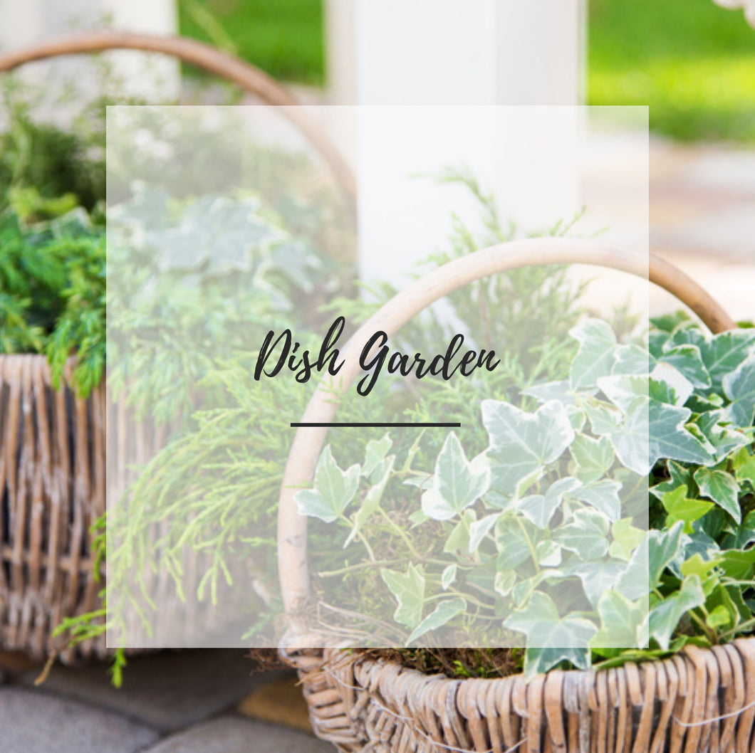 Dish Garden Premium