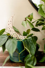 Load image into Gallery viewer, Moon Plant Trellis - Multiple Sizes Available