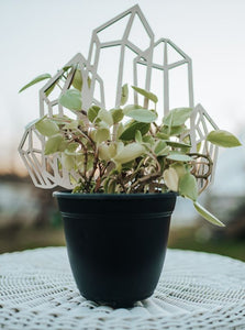 Crystal Plant Trellis
