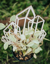 Load image into Gallery viewer, Crystal Plant Trellis