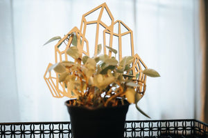 Crystal Plant Trellis